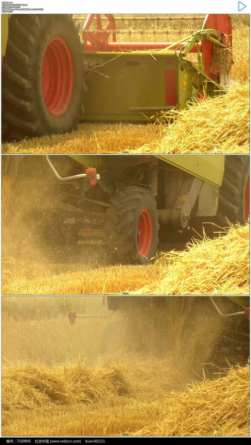 农业机械收割小麦实拍视频素材